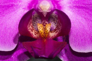 (Gibi bir kelebek orkide Phalaenopsis makro)