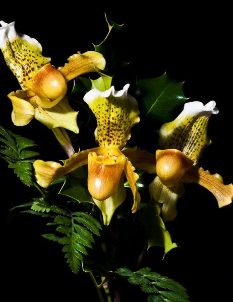 Orkideen Makro – stockfoto