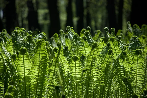 stock image Green background with trees and ferns