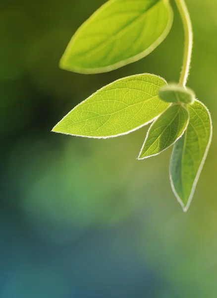 stock image Leafs