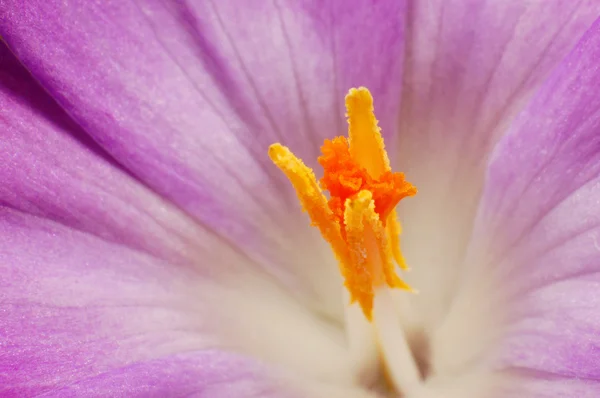 stock image Autumn crocus