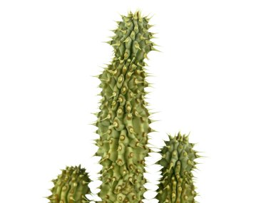 Hoodia gordonii clipart