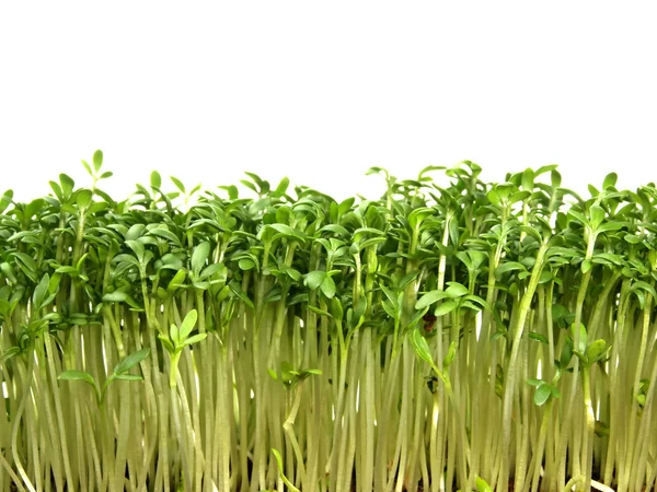 Cress Royalty Free Stock Images