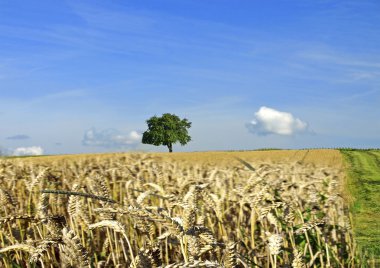 buğday triticum soğanı