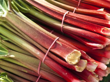 Rhubarb clipart