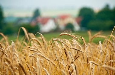 Barley, Hordeum vulgare clipart