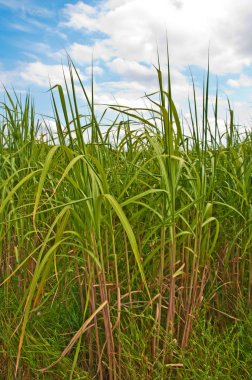 Gıda, switchgrass