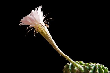 Echinopsis eyriesii