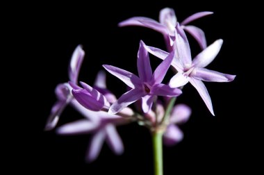 Tulbaghia violacea Cap-Liliy