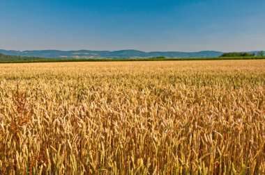 buğday, triticum soğanı