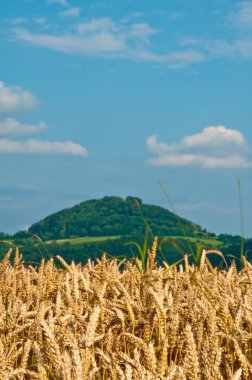 buğday, triticum soğanı