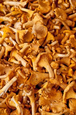 Chanterelle.