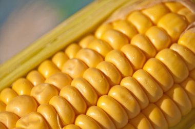 mısır mısır koçanı