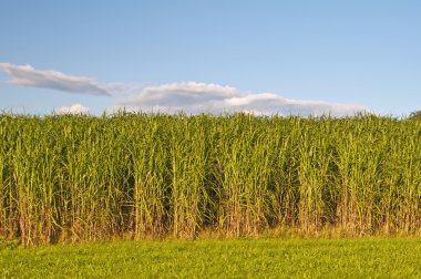 Gıda, switchgrass