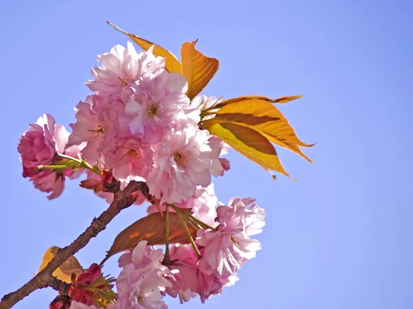 Blossom of cherry — Stock Photo, Image