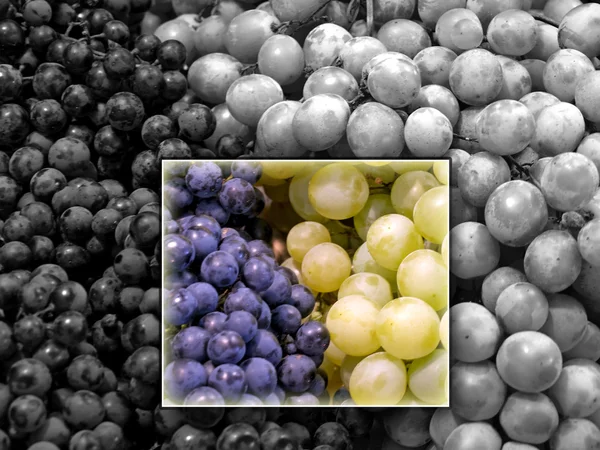 Біла і синя виноградна лоза — стокове фото
