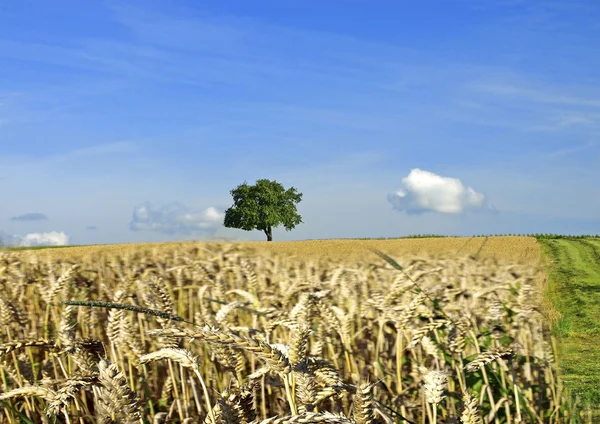 Пшеница пшеничная — стоковое фото
