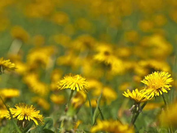 stock image Meadow