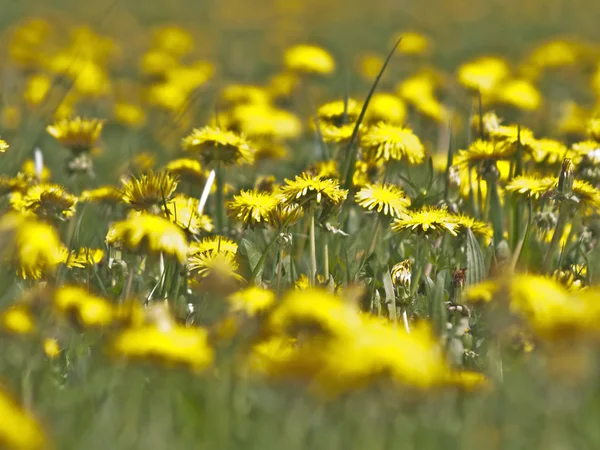 stock image Meadow