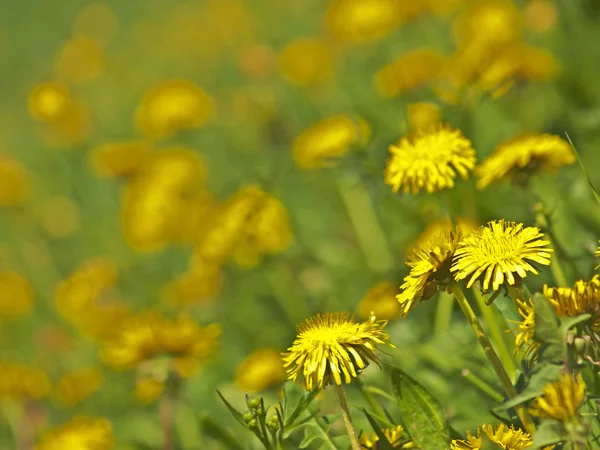 stock image Meadow