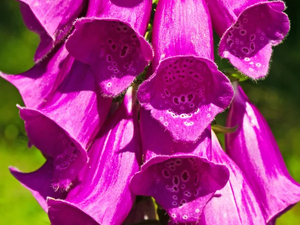 Озил - это пурпура — стоковое фото
