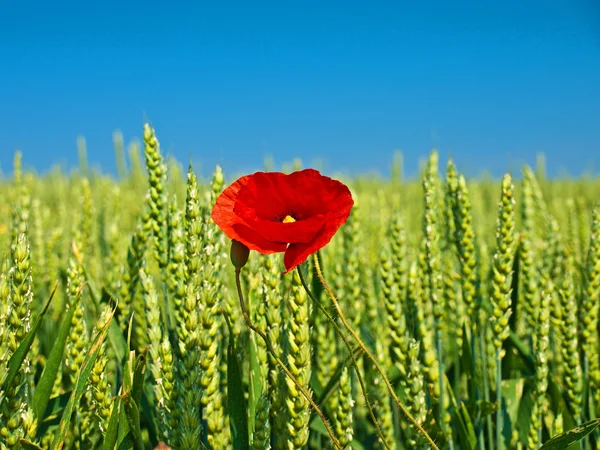 stock image Poppy