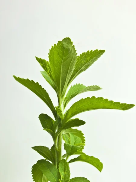 Pomocy stevia rebaudiana cukru — Zdjęcie stockowe