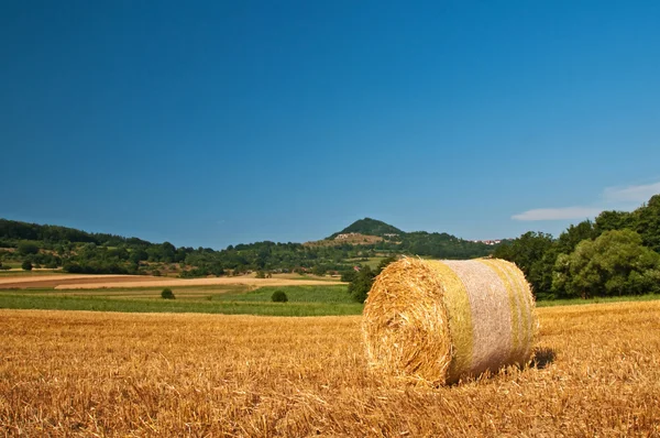 Colheita de grãos — Fotografia de Stock