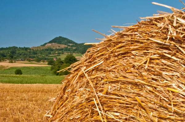 Grain harvest — Stock Photo, Image