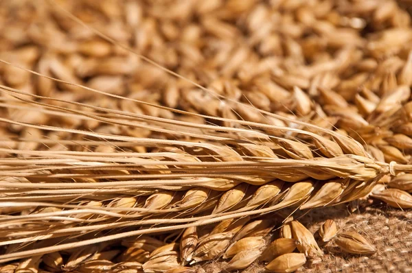 stock image Barley, Hordeum vulgare