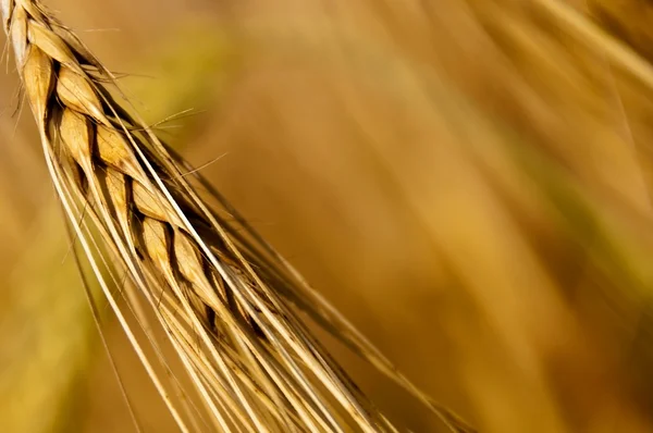 Barley, Hordeum vulgare — Stock Photo, Image
