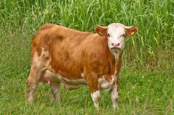 Krowa — Zdjęcie stockowe