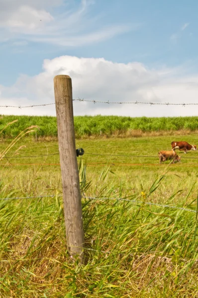 stock image Cow