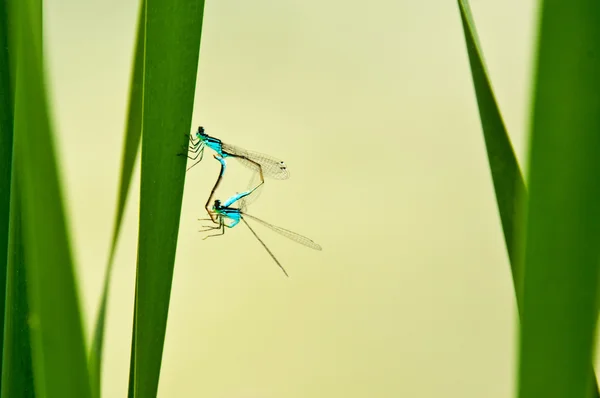 Dragonfly, Ischnura elegans — Stockfoto