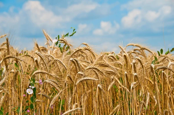 Barley, Hordeum vulgare — Stock Photo, Image