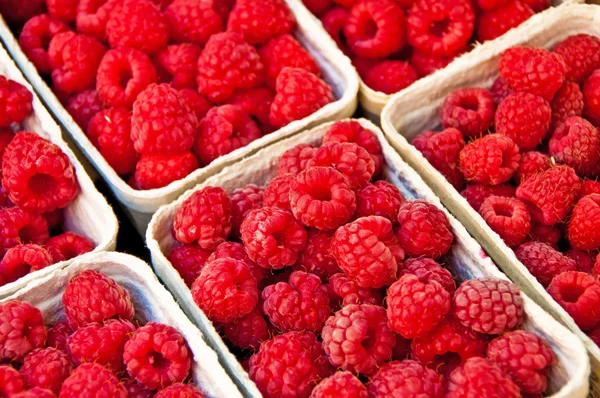 stock image Raspberry