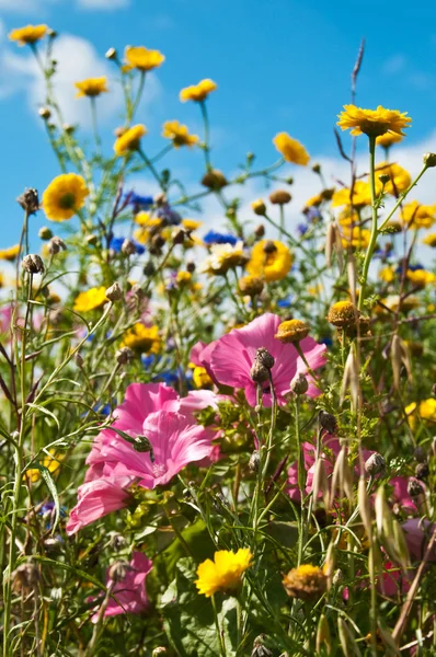 stock image Meadow