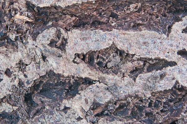 Casca de um carvalho comum — Fotografia de Stock