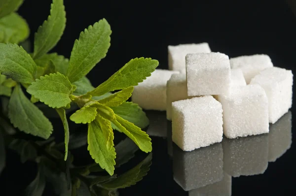 Stevia rebaudiana, şeker için destek — Stok fotoğraf