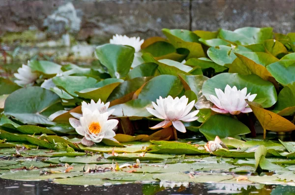 White water liliy — Stockfoto