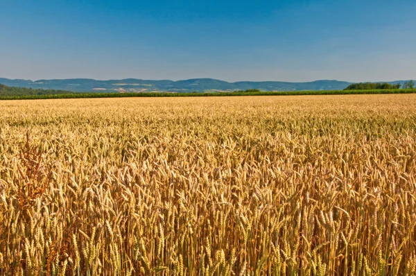 Wheat ,Triticum aestivum — Stock Photo, Image