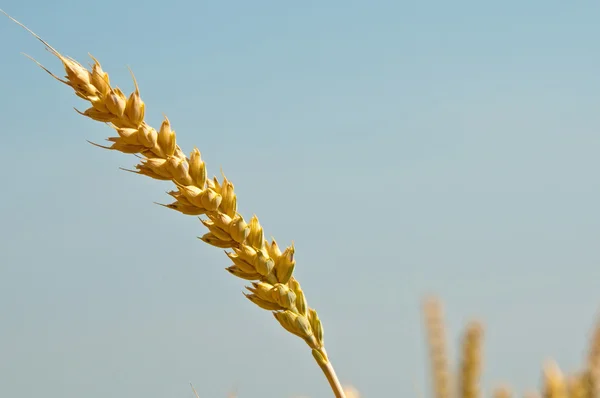 Wheat Triticum aestivum — Stock Photo, Image