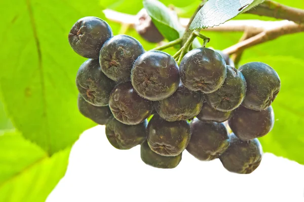 Aronia berry,Aronia melanocarpa — Stock Photo, Image