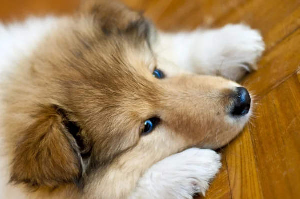 ลูกสุนัขสุนัข Collie — ภาพถ่ายสต็อก