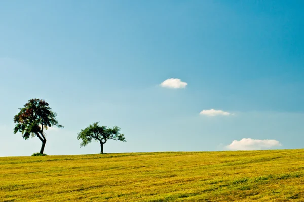 Trees with a blue sky — Stock Photo, Image