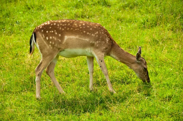 stock image Fallow deer