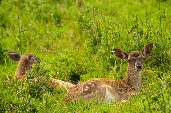 stock image Fallow deer