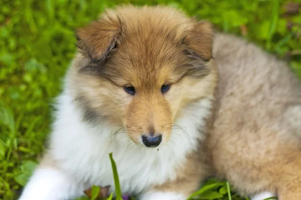 Pup-hond collie — Stockfoto