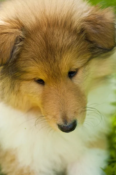 Puppy-dog Collie — Stock Photo, Image