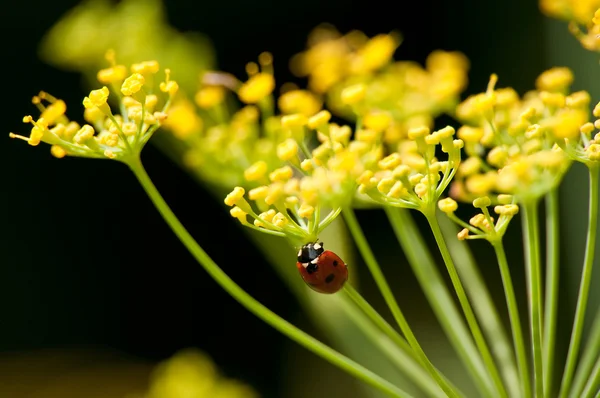 开花的茴香与夫人甲壳虫 — 图库照片